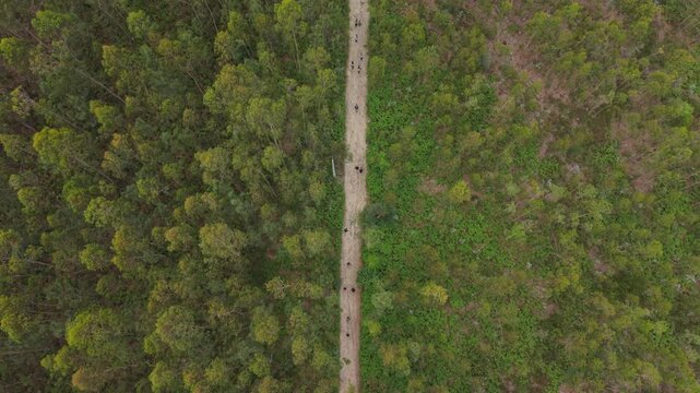 Aerial - runners on dirt path crossing through dense green forest trees