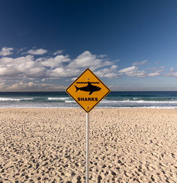 Shark warning sign on a beach. The sky is blue but the are no swimmers in the water.