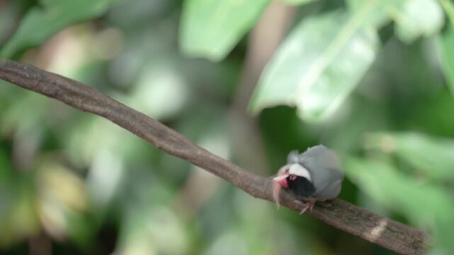 Striking Padda oryzivora bird perched on a branch in lush environment.