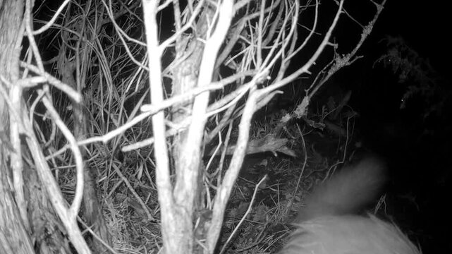 European pine marten (Martes martes) investigating a trail camera at night, moving through dense branches in black and white infrared. Useful for wildlife research, education, or nature documentaries.