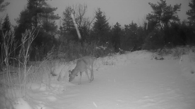 Roe deer (Capreolus capreolus) walking along a snow-covered frozen stream, pausing to sniff the ground in Saaremaa, Estonia. Wildlife behavior clip for winter nature projects.