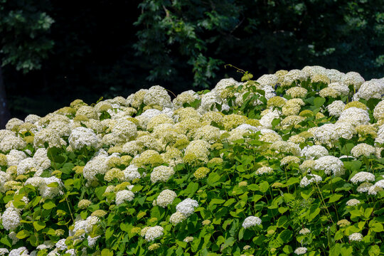 Selective focus bushes of Hydrangea Arborescens flower in the garden, White hortensia or Smooth hydrangea is a species of flowering plant in the family Hydrangeaceae, Natural floral pattern background