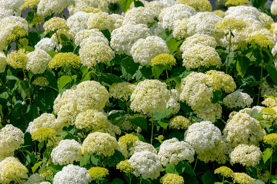 Selective focus bushes of Hydrangea Arborescens flower in the garden, White hortensia or Smooth hydrangea is a species of flowering plant in the family Hydrangeaceae, Natural floral pattern background