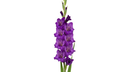 Naklejka premium Vibrant purple gladiolus flower in full bloom.