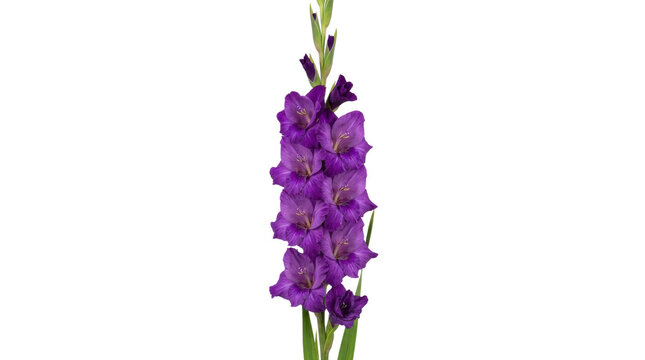 Vibrant purple gladiolus flower in full bloom.
