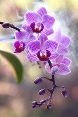 Różowy storczyk Phalaenopsis z pąkami i delikatną mgiełką w tle, tapeta, karta, dekoracja. © mycatherina