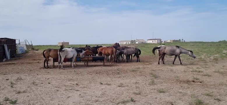 Horses Standing Near Iron Water Trough Under Blue Sky