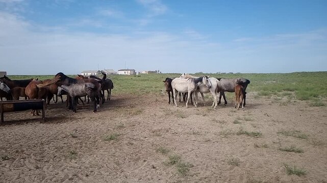 Horses Standing Near Iron Water Trough Under Blue Sky