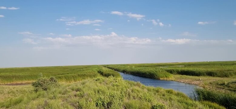 Scenic view of a water canal overgrown with cattails and reeds