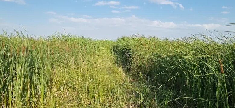 Walking Through a Narrow Path in Green Cattails