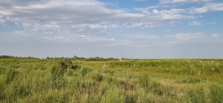 Green Plain with Wild Grass and Reeds Under Cloudy Sky