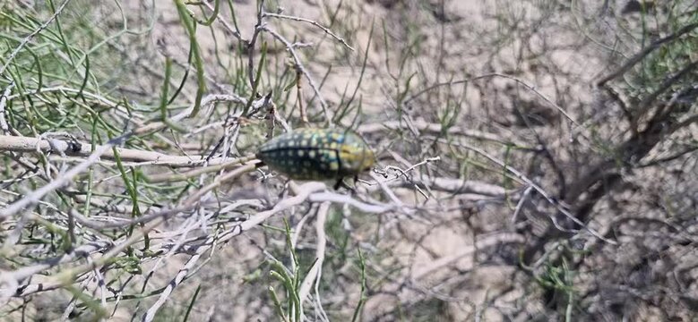 Green Spotted Beetle on a Saxaul Branch Bottom View