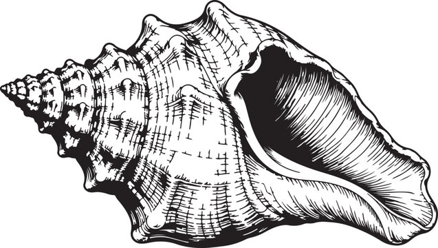 Detailed black and white ink drawing of a large marine seashell