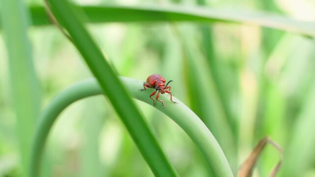 Red lily beetle Lilioceris merdigera on garlic leaf close-up. Plant pests in garden bed