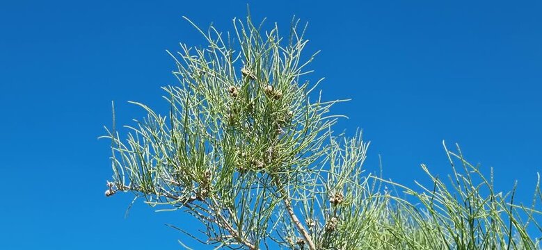 Saxaul Branch Swaying in the Wind Against a Blue Sky
