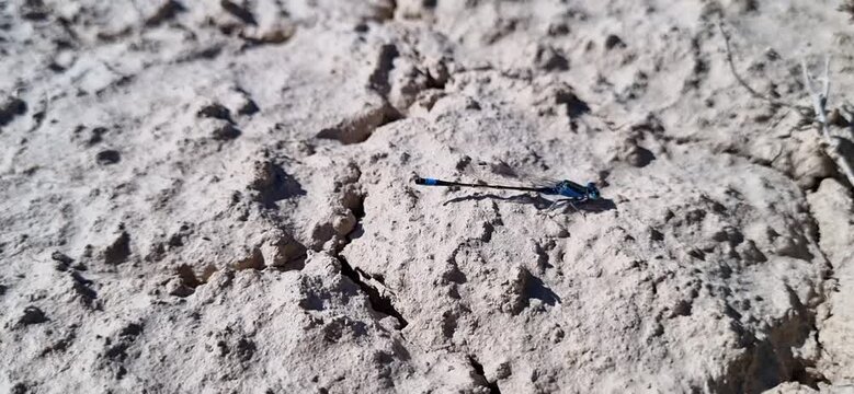 Small Damselfly Resting on a Bare Soil