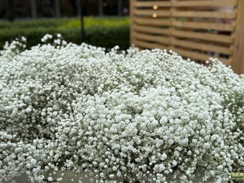 White babys breath flowers in garden setting, perfect for background use with floral theme