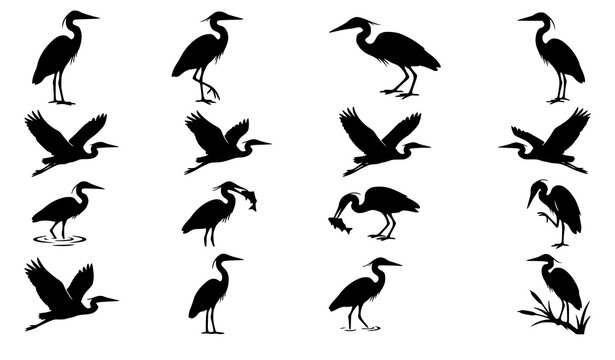 Complete Black Silhouette Vector Icon Set of Herons and Egrets Flying Standing Hunting and Perched Isolated on Clean White Background