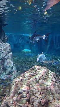a vibrant freshwater aquarium scene featuring various large fish species swimming around rocky structures and a pebble-covered floor