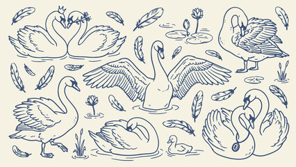 Elegant hand drawn swan illustrations with graceful poses feathers water lilies and duckling arranged in monochrome line art style © Abdul Waheed Studio