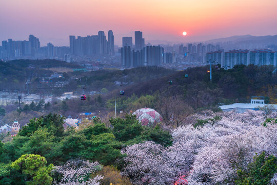 Beautiful sunset over a blooming pink cherry blossom road with amusement park and city skyline in Daegu, South Korea