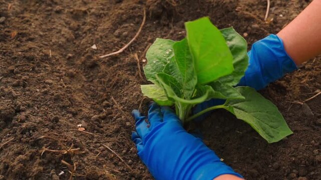 Hands in blue rubber gloves planting physalis seedling in garden bed close-up