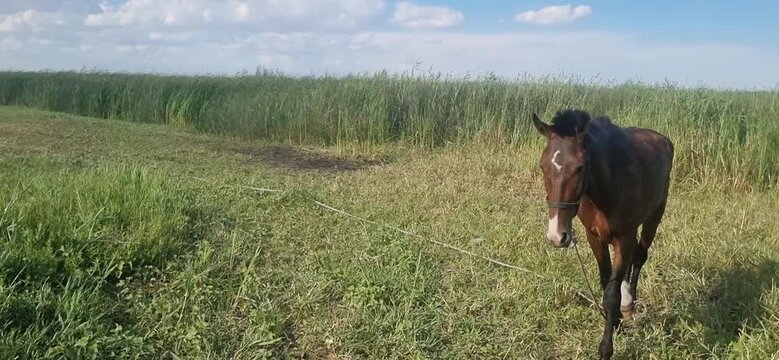 Horse Grazing on a Tether in a Marshy Meadow Under Cloudy Sky