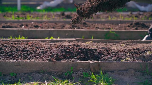 Fertilizing garden bed with homemade vermicompost from compost close-up. Spreading fertilizer in garden before season