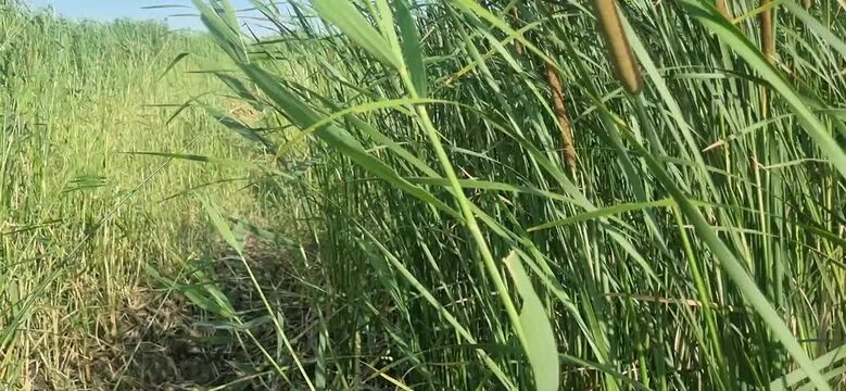 Walking Into Dense Cattails Along a Wetland Path