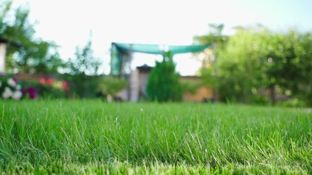 Camera moving along green lawn grass before mowing close-up