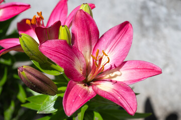 Obraz premium a vibrant pink lily in full bloom, surrounded by smaller, unopened flower buds and lush green leaves