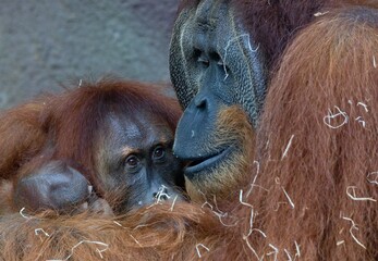 Sumatran orangutan © Hana