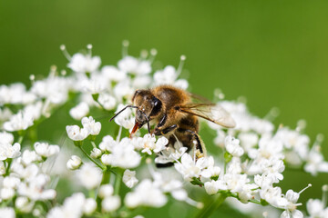 a honey bee actively gathering nectar and pollen from a cluster of delicate white wildflowers against a soft, blurred green background. © Andrey