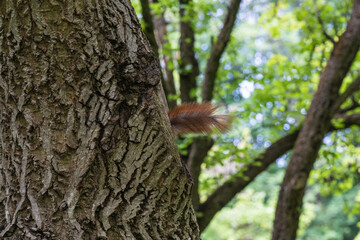 Obraz premium he bushy tail of a squirrel peeks out from behind the deeply textured bark of a tree trunk against a softly blurred background of green forest foliage.