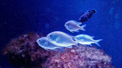 Obraz premium Small school of blue green chromis fish swimming together inside reef aquarium