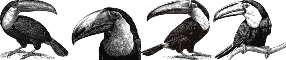 Obraz premium A detailed black and white vector illustration of a toucan with a large beak, standing on the ground against a pure white background