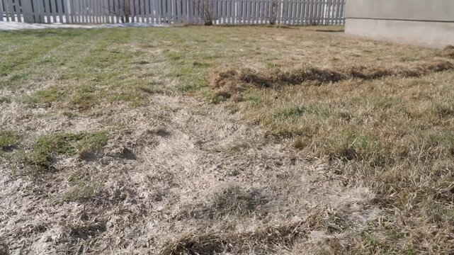 Lawn in poor condition after winter. Lawn grass before and after raking and spring maintenance
