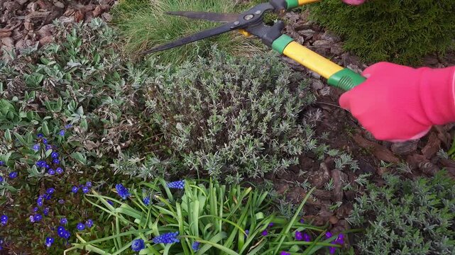 Hands wearing pink gloves use garden shears to trim a fragrant lavender plant surrounded by blue muscari flowers and mulch