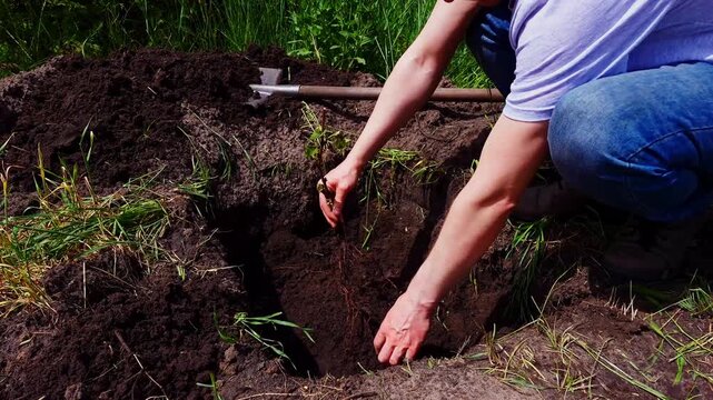 A person carefully places a grape seedling into a freshly dug hole in the garden, preparing for growth and harvest