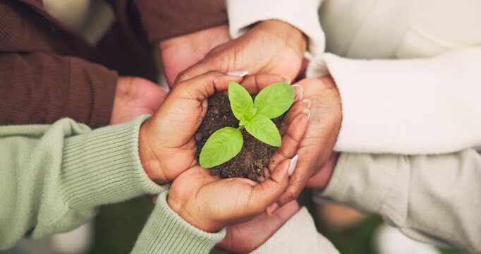 Above, soil and hands of people with sprout for conservation, earth day and sustainability outdoor. Nature, circle and men with women with plant in fertilizer for environmental care and ecology