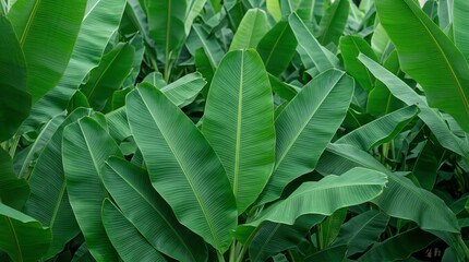 Fototapeta premium Banana Leaves Tropical Green Foliage Background Texture