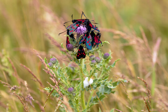 Burnet Moth
