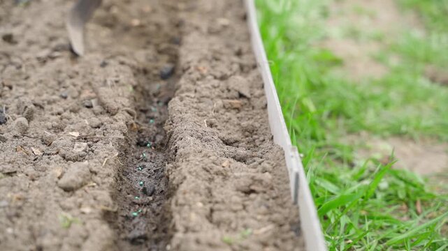 Covering sown radish seeds row with hand hoe close-up