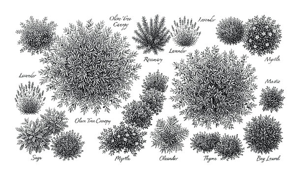 Black and white illustration of various herbs on, including rosemary, thyme, and sage