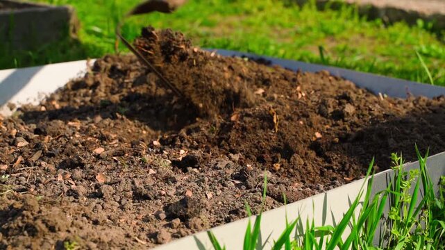 Tilling garden bed soil with hand hoe and mixing soil with chicken manure