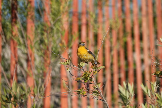 Female Baltimore Oriole perched on a shrub and looking toward the camera, showcasing vibrant orange plumage in a natural habitat.