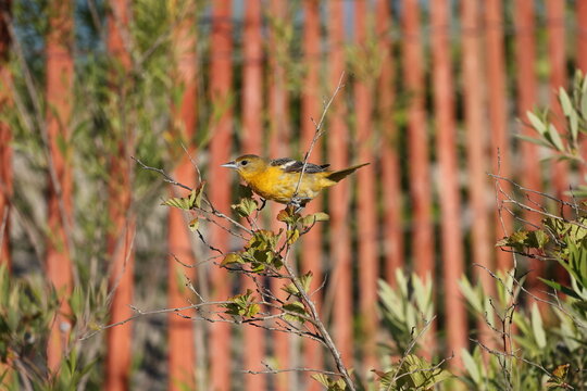 Female Baltimore Oriole perched on a leafy shrub, displaying orange plumage, white wing bars, and a classic side profile in natural sunlight.