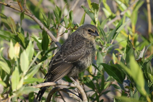 Juvenile Brown-headed Cowbird (Molothrus ater) perched among leafy branches in natural habitat during warm evening light.