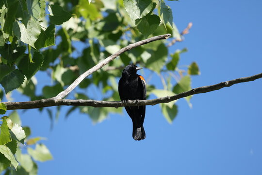 Adult male Red-winged Blackbird (Agelaius phoeniceus) perched on a tree branch against a blue sky and green foliage.