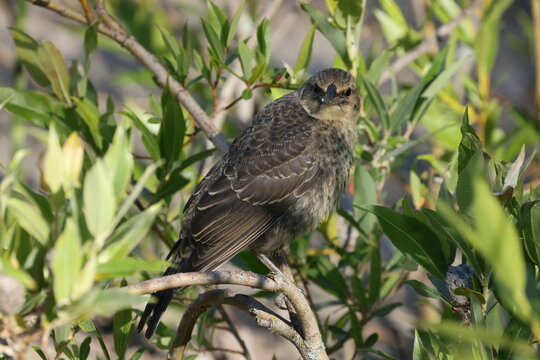Young Brown-headed Cowbird (Molothrus ater) resting on a branch while looking toward the camera amid green foliage.